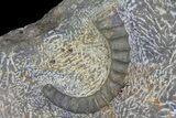Anetoceras Ammonites With Trilobite Head #67725-4